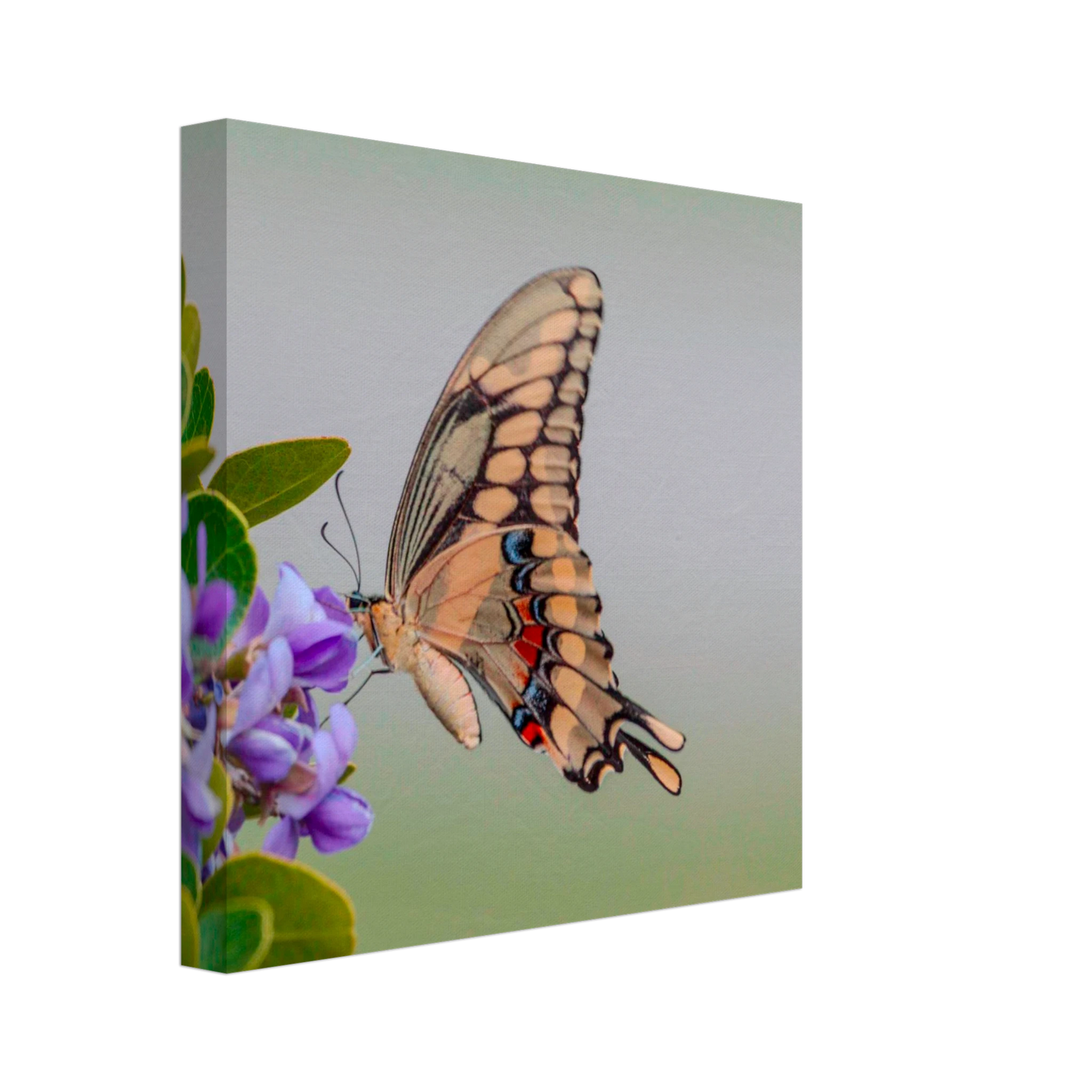 ec19cbdf-f182-4445-bb53-a43e9b18c8a2