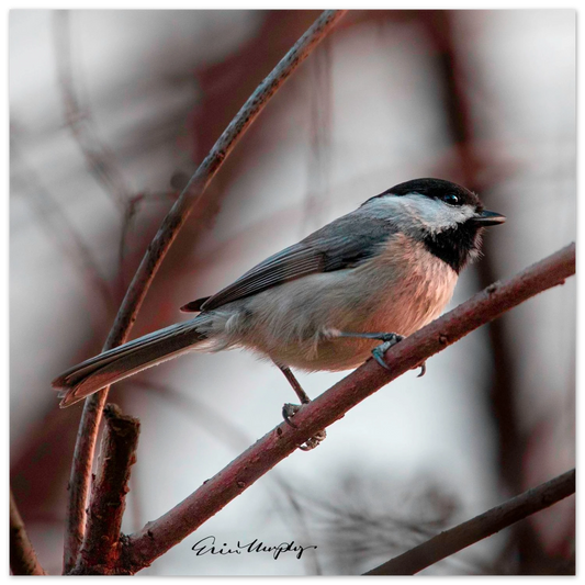 47a75dbc-a13c-44ef-b936-44ca7fc1b4da