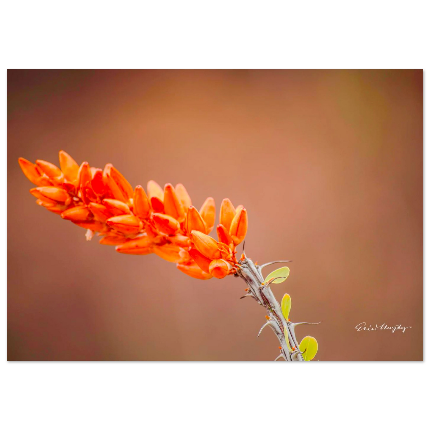d73e17ae-ee54-41fb-b7be-649163f0a0a9