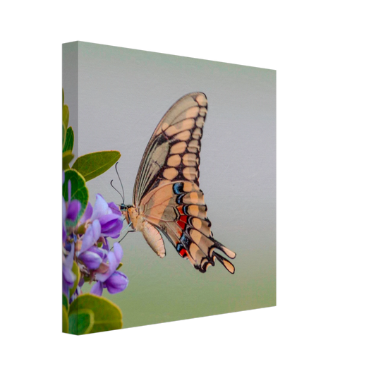 ec19cbdf-f182-4445-bb53-a43e9b18c8a2